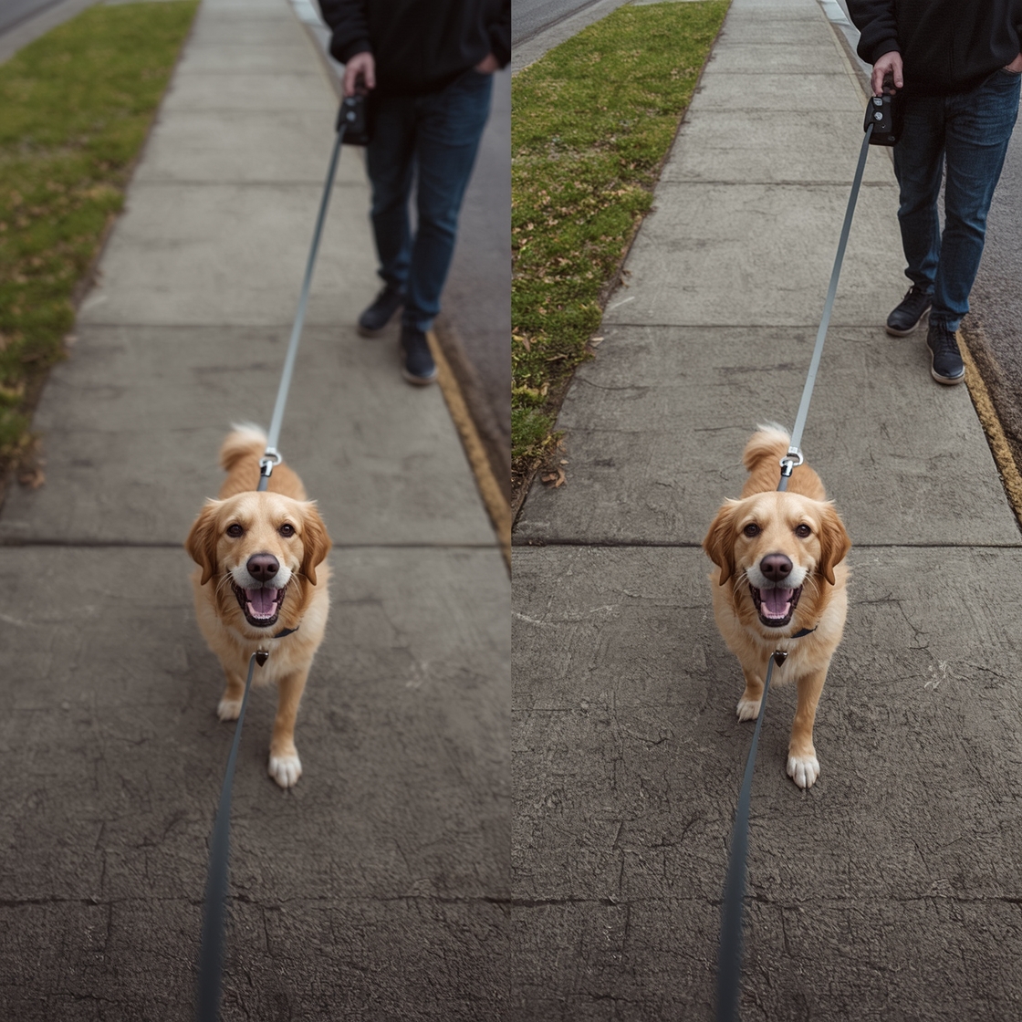 Retractable dog leash pros and cons comparison image